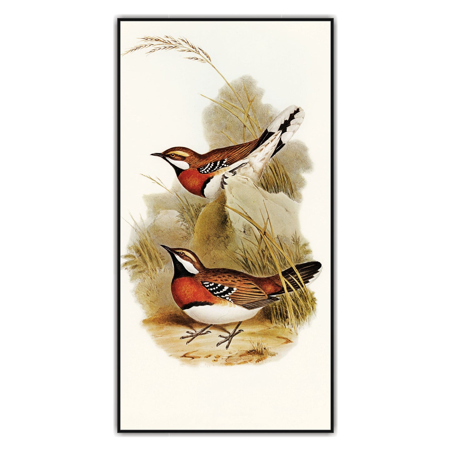 Bird Canvas art Print Wall Painting